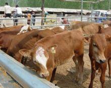 吃瓜娱乐酱黄牛,揭秘娱乐圈幕后黑手