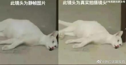 娱乐吃瓜酱虐猫博主小说,吃瓜酱小说揭秘